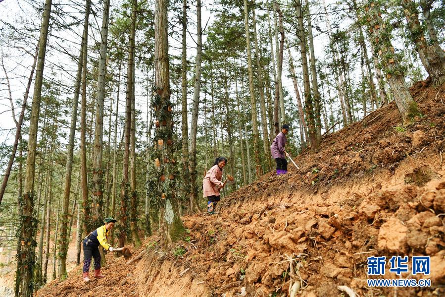 （決戰(zhàn)決勝脫貧攻堅(jiān)&middot;圖文互動(dòng)）（4）天然&ldquo;寶貝&rdquo;促增收&mdash;&mdash;貴州錦屏縣培育扶貧產(chǎn)業(yè)見(jiàn)聞