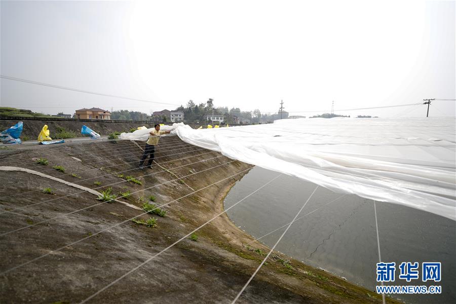 （圖文互動(dòng)）（3）疏通產(chǎn)業(yè)鏈堵點(diǎn) 保障&ldquo;菜籃子&rdquo;供應(yīng)&mdash;&mdash;重慶養(yǎng)殖大區(qū)力促養(yǎng)殖業(yè)補(bǔ)損復(fù)產(chǎn)