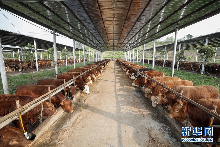 （圖文互動）（4）疏通產(chǎn)業(yè)鏈堵點 保障&ldquo;菜籃子&rdquo;供應(yīng)&mdash;&mdash;重慶養(yǎng)殖大區(qū)力促養(yǎng)殖業(yè)補(bǔ)損復(fù)產(chǎn)