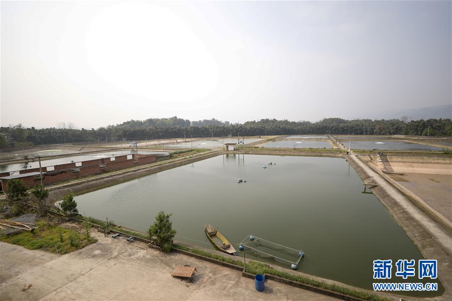 (圖文互動)(6)疏通產(chǎn)業(yè)鏈堵點(diǎn) 保障“菜籃子”供應(yīng)——重慶養(yǎng)殖大區(qū)力促養(yǎng)殖業(yè)補(bǔ)損復(fù)產(chǎn)