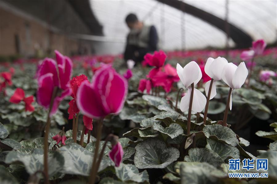 （在習(xí)近平新時(shí)代中國(guó)特色社會(huì)主義思想指引下&mdash;&mdash;新時(shí)代新作為新篇章&middot;習(xí)近平總書記關(guān)切事&middot;圖文互動(dòng)）（2）希望的田野，希望的春天&mdash;&mdash;各地農(nóng)業(yè)生產(chǎn)新動(dòng)態(tài)掃描