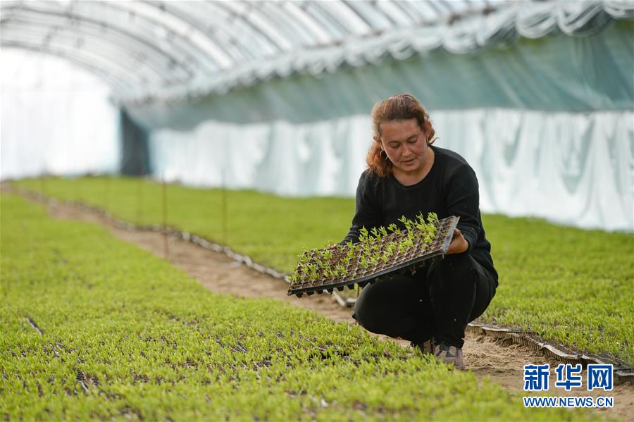 (決戰(zhàn)決勝脫貧攻堅·圖文互動)(8)決戰(zhàn)昆侖——新疆聚焦10個未摘帽縣展開深度貧困攻堅戰(zhàn)