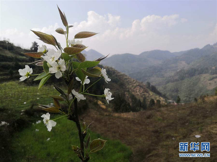 （決戰(zhàn)決勝脫貧攻堅&middot;圖文互動）（1）寄相思，償夙愿&mdash;&mdash;5封清明&ldquo;家書&rdquo;里的決戰(zhàn)決勝信念