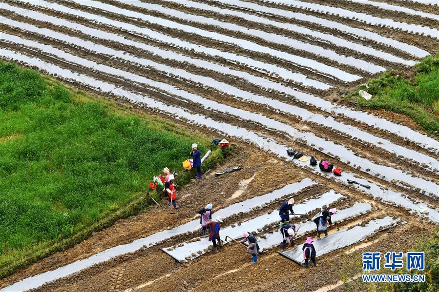 (決戰(zhàn)決勝脫貧攻堅(jiān)·圖文互動(dòng))(5)貴州黔東南:搶抓壩區(qū)春耕 決勝脫貧攻堅(jiān)