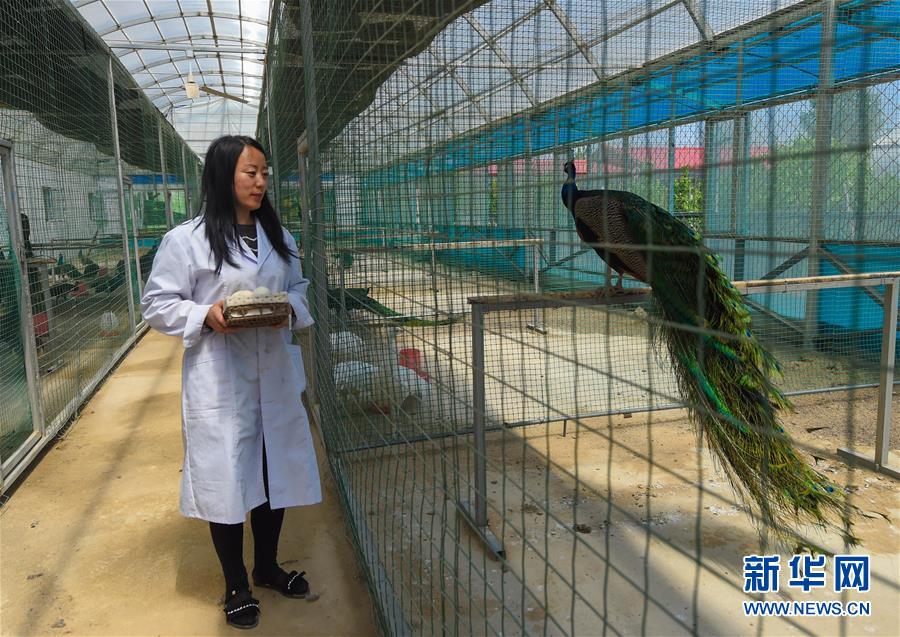 (新華全媒頭條·圖文互動(dòng))(14)內(nèi)蒙古貧困旗縣全部“摘帽”