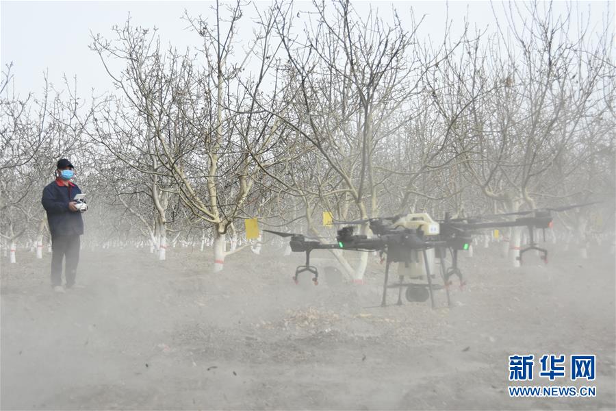 （決戰(zhàn)決勝脫貧攻堅(jiān)&middot;圖文互動(dòng)）（1）南疆林果合作社百人技術(shù)隊(duì)的&ldquo;核桃雄心&rdquo;