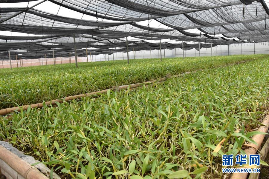 （決戰(zhàn)決勝脫貧攻堅&middot;圖文互動）（1）這個脫貧縣的石頭為何比土金貴？