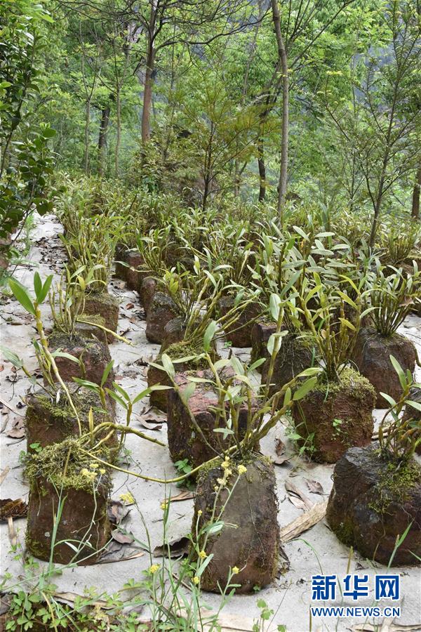 （決戰(zhàn)決勝脫貧攻堅&middot;圖文互動）（3）這個脫貧縣的石頭為何比土金貴？