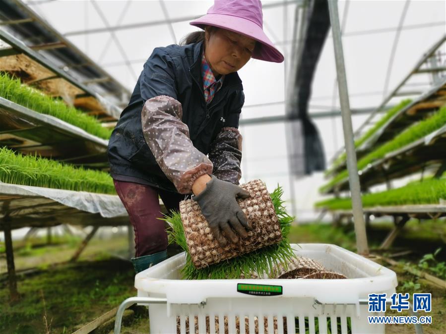 （聚焦農(nóng)業(yè)復工復產(chǎn)&middot;圖文互動）（1）發(fā)力&ldquo;單改雙&rdquo; &mdash;&mdash;水稻大省湖南的雙季稻攻堅戰(zhàn)