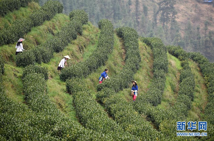 （決戰(zhàn)決勝脫貧攻堅(jiān)&middot;圖文互動(dòng)）（3）田野&ldquo;變奏&rdquo;讓薄土&ldquo;生金&rdquo;&mdash;&mdash;貴州農(nóng)村產(chǎn)業(yè)革命助推脫貧攻堅(jiān)見(jiàn)聞
