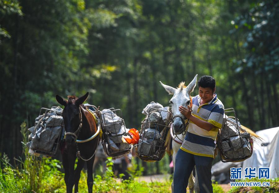 （決戰(zhàn)決勝脫貧攻堅(jiān)&middot;圖文互動(dòng)）（5）老余賣騾子