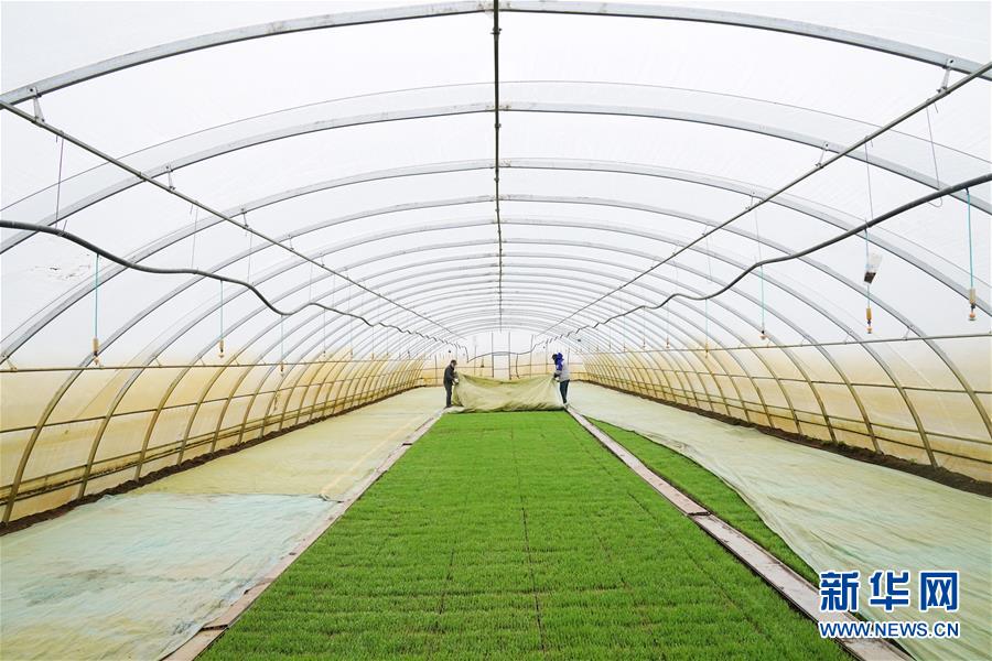 （新華全媒頭條&middot;圖文互動(dòng)）（3）讓中國(guó)飯碗端得更牢&mdash;&mdash;&ldquo;中華糧倉(cāng)&rdquo;春耕剪影