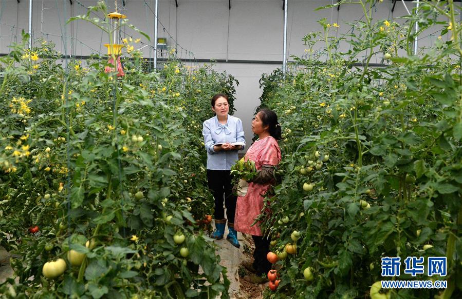 (代表委員履職)(3)全國人大代表王萌萌:產(chǎn)業(yè)興旺讓鄉(xiāng)村振興更有底氣