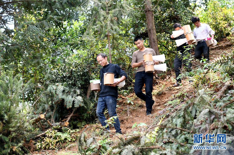 （決戰(zhàn)決勝脫貧攻堅(jiān)&middot;圖文互動(dòng)）（1）&ldquo;小蜂王&rdquo;的大夢想