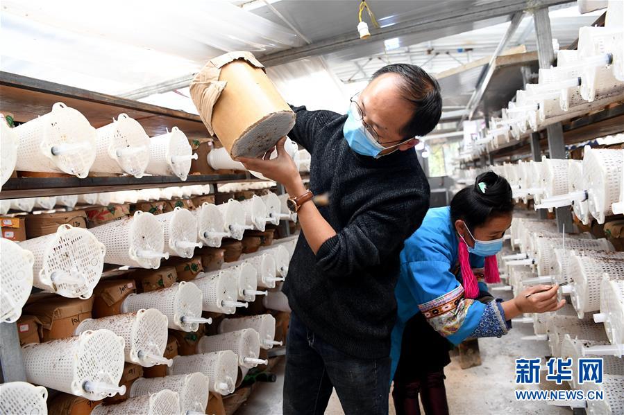 （決戰(zhàn)決勝脫貧攻堅(jiān)&middot;圖文互動(dòng)）（2）&ldquo;小蜂王&rdquo;的大夢想