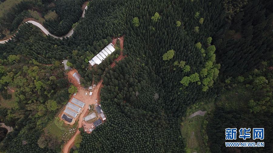 （決戰(zhàn)決勝脫貧攻堅(jiān)&middot;圖文互動(dòng)）（3）&ldquo;小蜂王&rdquo;的大夢想