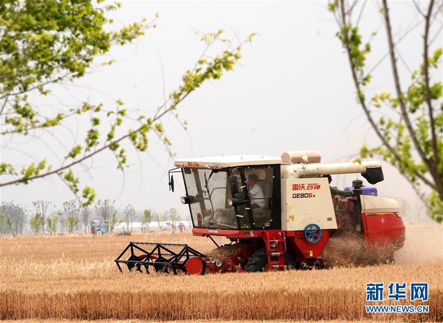 （新華全媒頭條&middot;圖文互動(dòng)）（8）庚子之豐&mdash;&mdash;2020年河南夏糧豐收?qǐng)D景