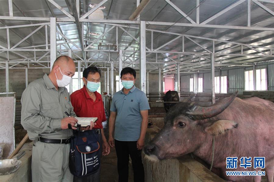 （決戰(zhàn)決勝脫貧攻堅(jiān)&middot;圖文互動）（1）駐村第一書記當(dāng)起&ldquo;蝦農(nóng)&rdquo;&ldquo;牛倌&rdquo;