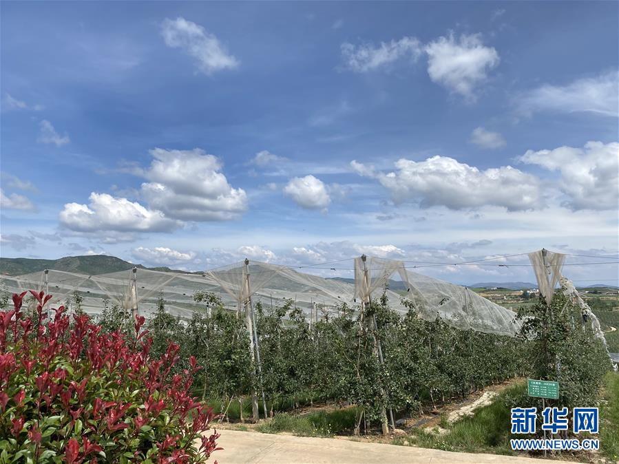 （決戰(zhàn)決勝脫貧攻堅(jiān)&middot;圖文互動(dòng)）（3）高原紅了，日子好了&mdash;&mdash;貴州海拔最高縣發(fā)展蘋果產(chǎn)業(yè)見聞