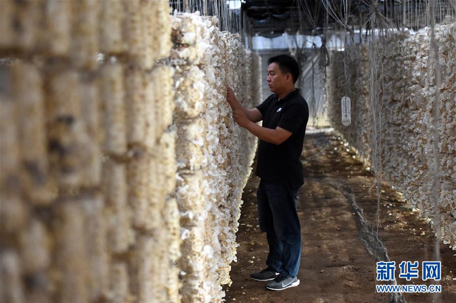  （新華全媒頭條&middot;圖文互動(dòng)）（7）青春，在希望的田野上&mdash;&mdash;大別山區(qū)尋訪&ldquo;城歸&rdquo;大學(xué)畢業(yè)生