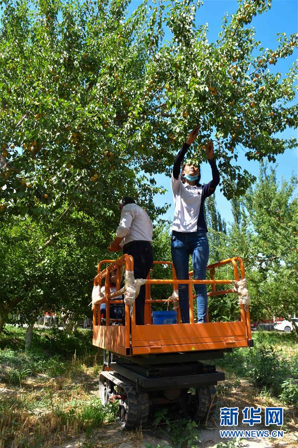 （決戰(zhàn)決勝脫貧攻堅(jiān)&middot;圖文互動）（2）新疆&ldquo;杏鄉(xiāng)&rdquo;：杏果飄香 走出深閨助脫貧