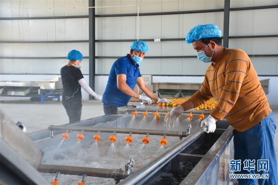 （決戰(zhàn)決勝脫貧攻堅(jiān)&middot;圖文互動）（3）新疆&ldquo;杏鄉(xiāng)&rdquo;：杏果飄香 走出深閨助脫貧