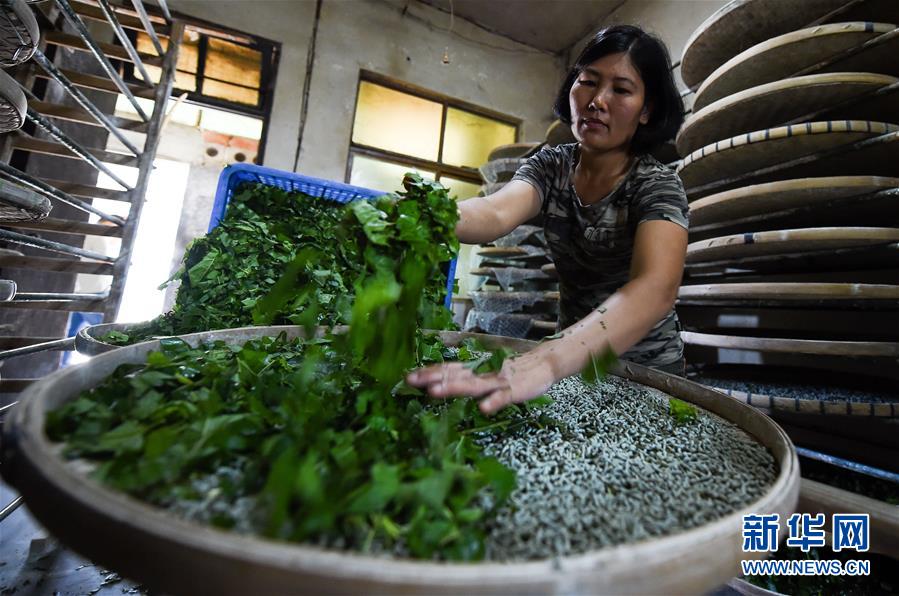 （走向我們的小康生活&middot;圖文互動）（6）黎苗山鄉(xiāng)種養(yǎng)&ldquo;老行當&rdquo;擦亮&ldquo;綠色牌&rdquo;