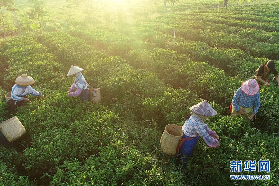 （新華全媒頭條&middot;走向我們的小康生活&middot;圖文互動）（7）留住鄉(xiāng)愁留住美&mdash;&mdash;千村競秀綴瓊州