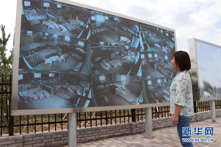 （鄉(xiāng)村振興&middot;圖文互動）（3）內(nèi)蒙古伊金霍洛旗：自家生豬基地養(yǎng) 環(huán)境好來收入旺