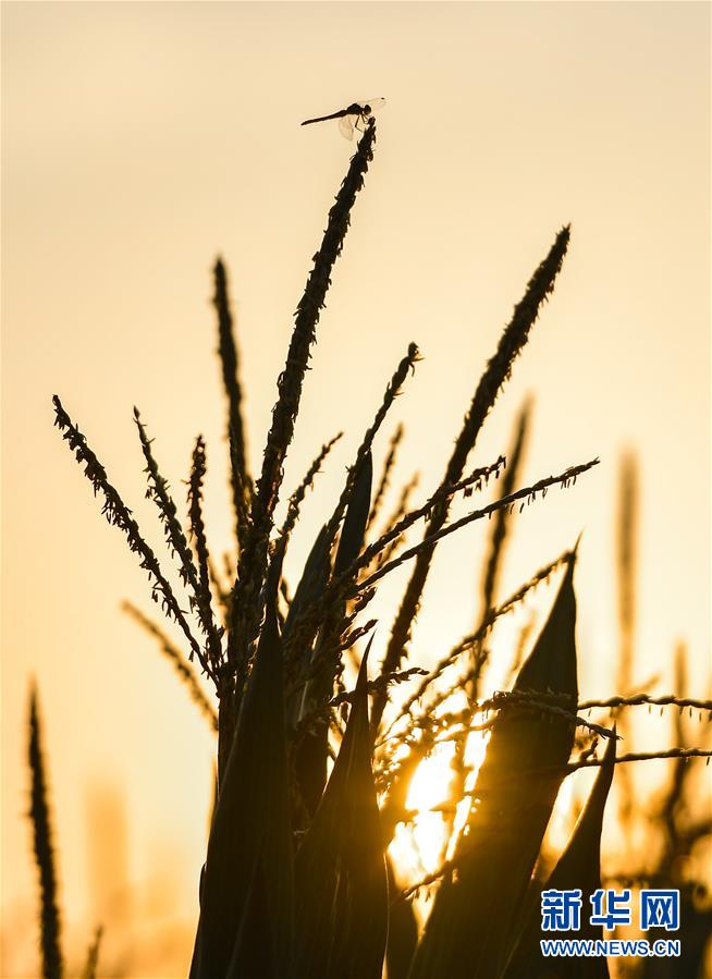 （在習(xí)近平新時(shí)代中國(guó)特色社會(huì)主義思想指引下&mdash;&mdash;新時(shí)代新作為新篇章&middot;習(xí)近平總書(shū)記關(guān)切事&middot;圖文互動(dòng)）（9）讓百姓吃得飽還要吃得好&mdash;&mdash;夯實(shí)糧食安全基礎(chǔ)端牢中國(guó)飯碗