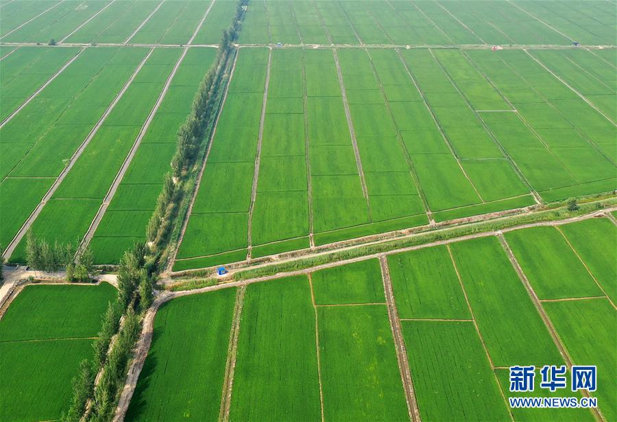 （新華全媒頭條&middot;走向我們的小康生活&middot;圖文互動(dòng)）（6）&ldquo;南大荒&rdquo;變&ldquo;稻蟹鄉(xiāng)&rdquo;&mdash;&mdash;資源枯竭型城市盤錦的鄉(xiāng)村振興之路