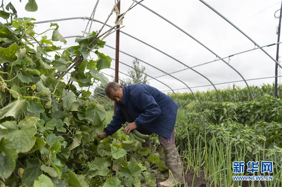 （決戰(zhàn)決勝脫貧攻堅(jiān)&middot;圖文互動）（1）老張的菜園