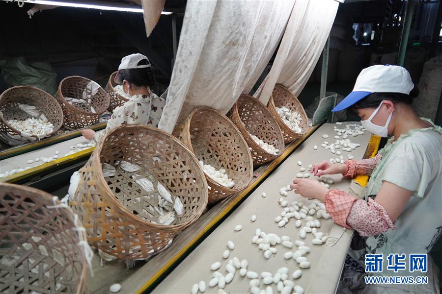 （走向我們的小康生活&middot;圖文互動）（1）綠了青山，紅了日子&mdash;&mdash;秦巴山區(qū)群眾繪出小康&ldquo;調(diào)色板&rdquo;