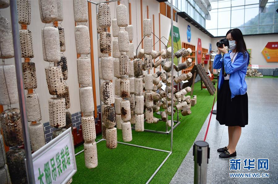 （走向我們的小康生活&middot;圖文互動）（6）綠了青山，紅了日子&mdash;&mdash;秦巴山區(qū)群眾繪出小康&ldquo;調(diào)色板&rdquo;