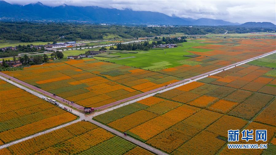 （圖文互動(dòng)）（1）幸?；ㄩ_(kāi)&mdash;&mdash;高黎貢山下&ldquo;萬(wàn)畝花海&rdquo;帶富美麗鄉(xiāng)村