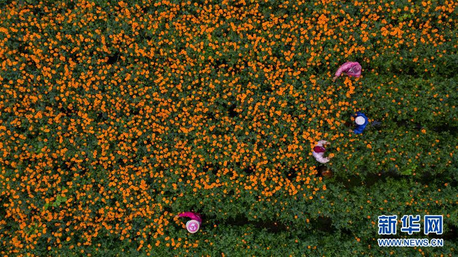 （圖文互動(dòng)）（2）幸?；ㄩ_(kāi)&mdash;&mdash;高黎貢山下&ldquo;萬(wàn)畝花海&rdquo;帶富美麗鄉(xiāng)村