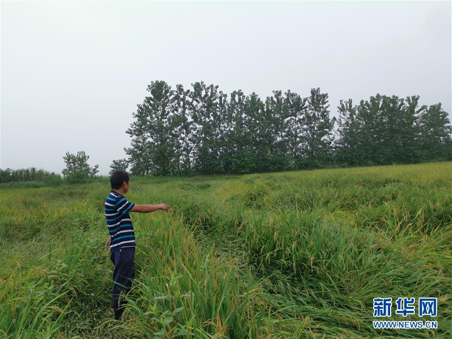 （新華視點&middot;聚焦餐桌外的浪費&middot;圖文互動）（2）顆粒歸倉為何難實現(xiàn)？我國糧食收割環(huán)節(jié)損失驚人