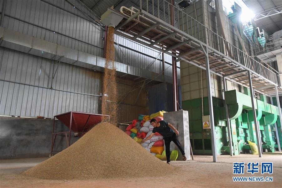 （新華視點(diǎn)&middot;聚焦餐桌外的浪費(fèi)&middot;圖文互動(dòng)）（1）農(nóng)戶儲(chǔ)糧損失達(dá)8%！設(shè)施普遍簡(jiǎn)陋，蟲害霉變堪憂