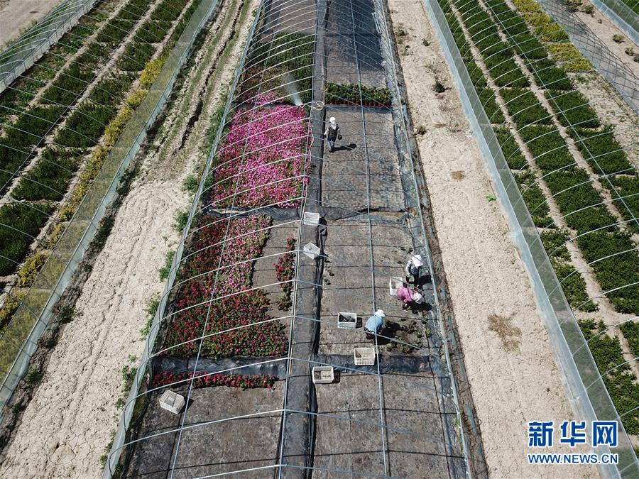 （新華全媒頭條&middot;走向我們的小康生活&middot;圖文互動）（1）&ldquo;苦甲&rdquo;不再，&ldquo;甘味&rdquo;綿長&mdash;&mdash;脫貧攻堅的甘肅味道