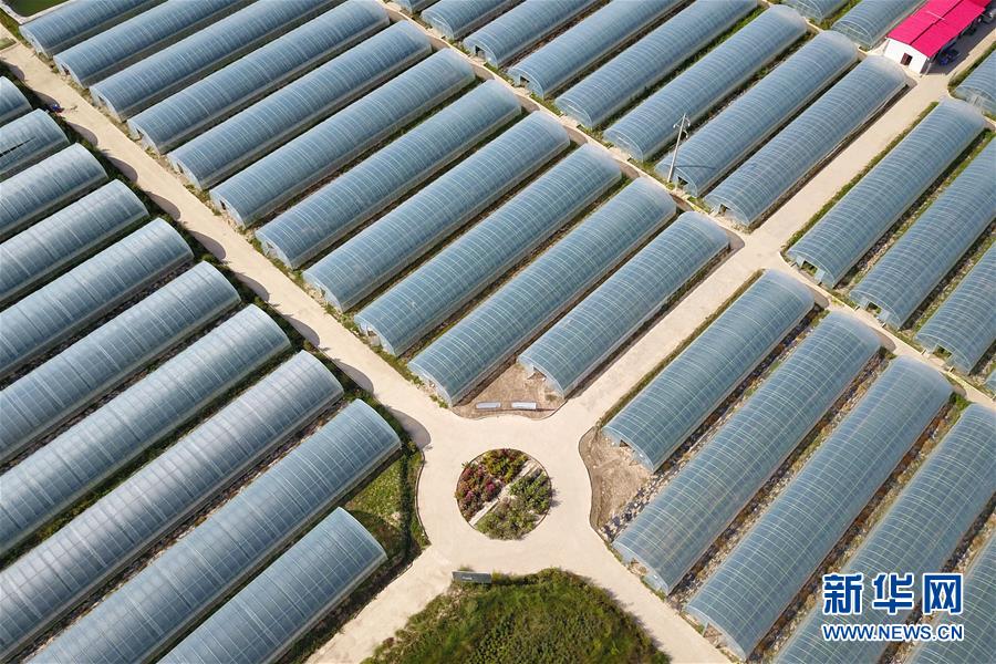 （新華全媒頭條&middot;走向我們的小康生活&middot;圖文互動）（11）&ldquo;苦甲&rdquo;不再，&ldquo;甘味&rdquo;綿長&mdash;&mdash;脫貧攻堅的甘肅味道