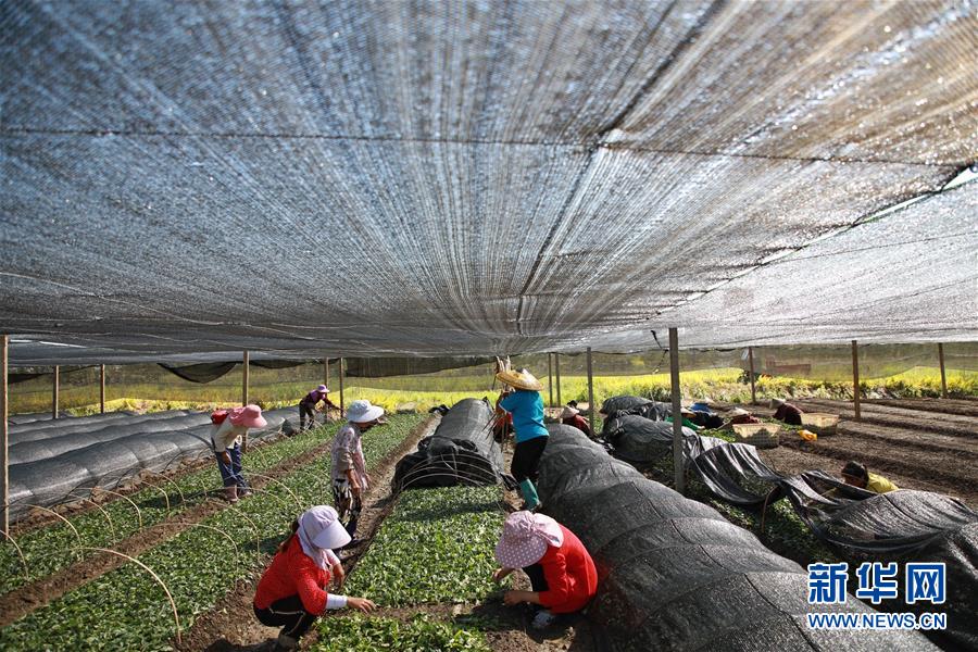 （新華全媒頭條&middot;決戰(zhàn)決勝脫貧攻堅(jiān)&middot;督戰(zhàn)未摘帽貧困縣&middot;圖文互動(dòng)）（7）不獲全勝，決不收兵&mdash;&mdash;全國(guó)52個(gè)掛牌督戰(zhàn)貧困縣脫貧攻堅(jiān)紀(jì)實(shí)