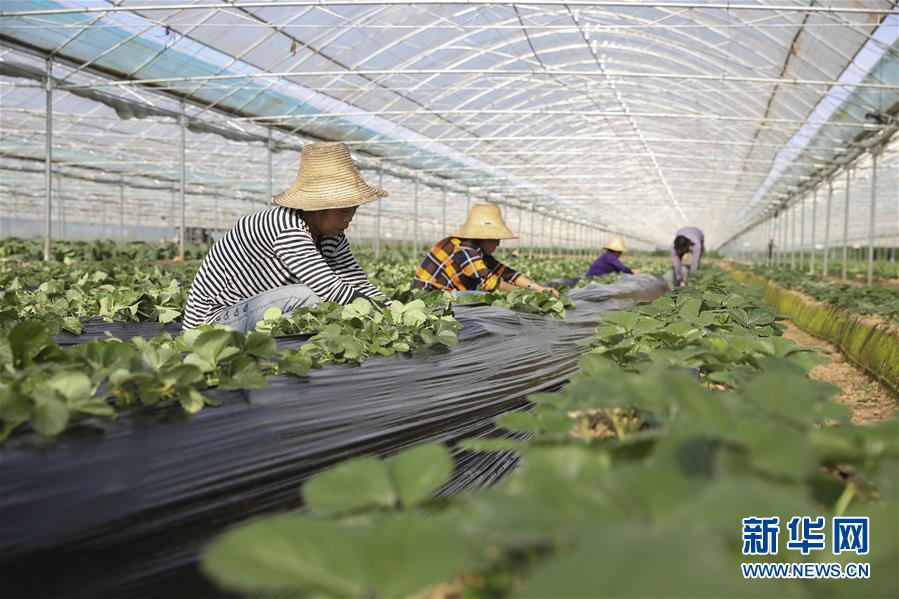 （新華全媒頭條&middot;決戰(zhàn)決勝脫貧攻堅(jiān)&middot;督戰(zhàn)未摘帽貧困縣&middot;圖文互動(dòng)）（12）不獲全勝，決不收兵&mdash;&mdash;全國(guó)52個(gè)掛牌督戰(zhàn)貧困縣脫貧攻堅(jiān)紀(jì)實(shí)