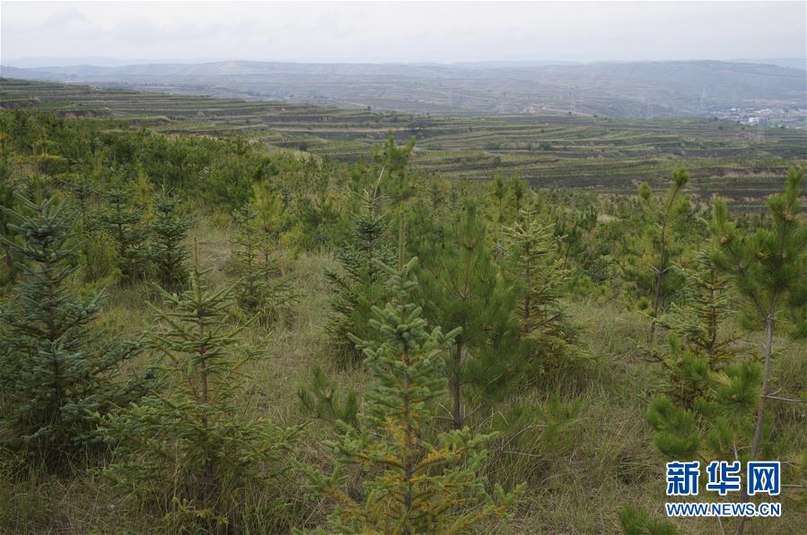 （決戰(zhàn)決勝脫貧攻堅&middot;圖文互動）（1）甘肅定西黃土高坡上，有片&ldquo;福州林&rdquo;