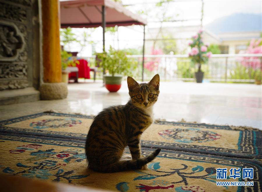 （走向我們的小康生活&middot;決戰(zhàn)決勝脫貧攻堅(jiān)&middot;圖文互動(dòng)）（3）甘青交界處的跨越&mdash;&mdash;保安族、撒拉族的脫貧故事