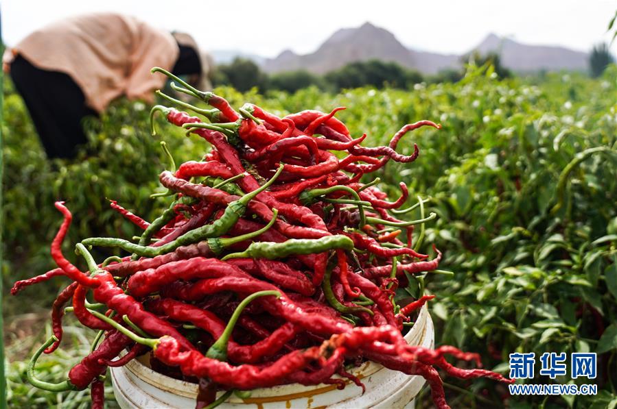 （走向我們的小康生活&middot;決戰(zhàn)決勝脫貧攻堅(jiān)&middot;圖文互動(dòng)）（8）甘青交界處的跨越&mdash;&mdash;保安族、撒拉族的脫貧故事 