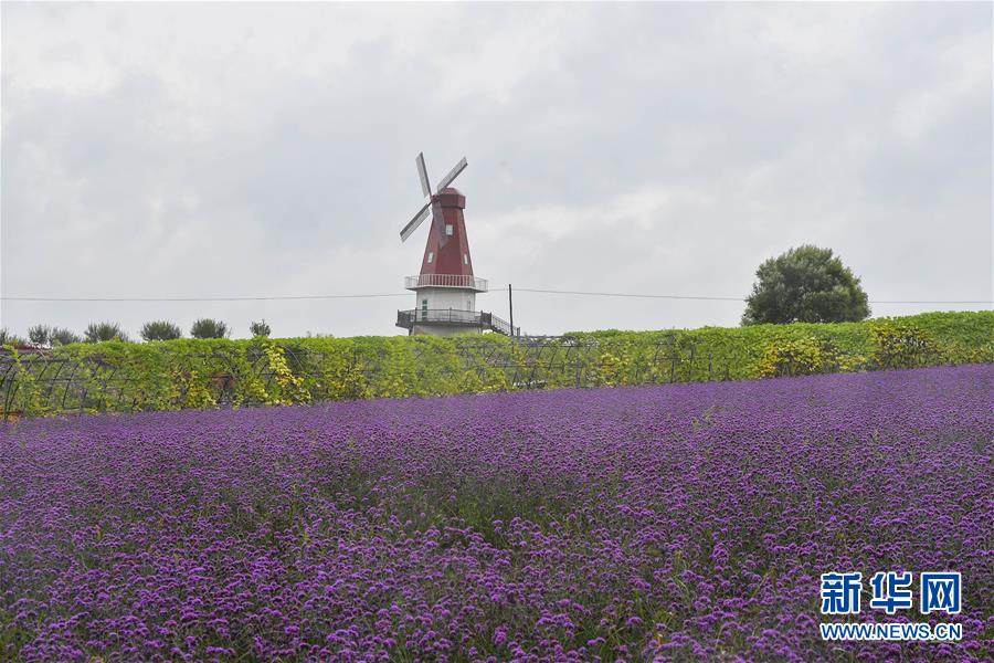 （新華全媒頭條&middot;走向我們的小康生活&middot;圖文互動）（6）黑土地上是我家&mdash;&mdash;在吉林，一瞥中國東北鄉(xiāng)村美麗未來