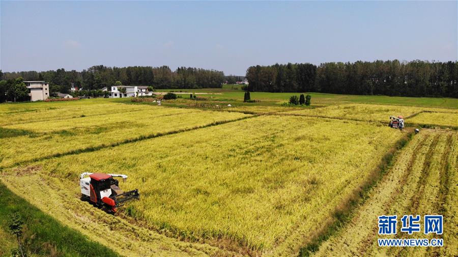 （新華全媒頭條&middot;圖文互動(dòng)）（11）天道酬勤的大地贊歌&mdash;&mdash;寫在第三個(gè)中國(guó)農(nóng)民豐收節(jié)之際