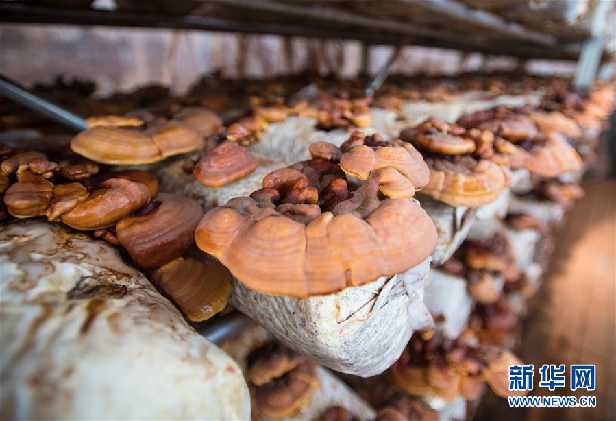 （新華全媒頭條&middot;走向我們的小康生活&middot;圖文互動(dòng)）（4）特殊之年，荊楚大地書(shū)寫(xiě)不平凡的答卷