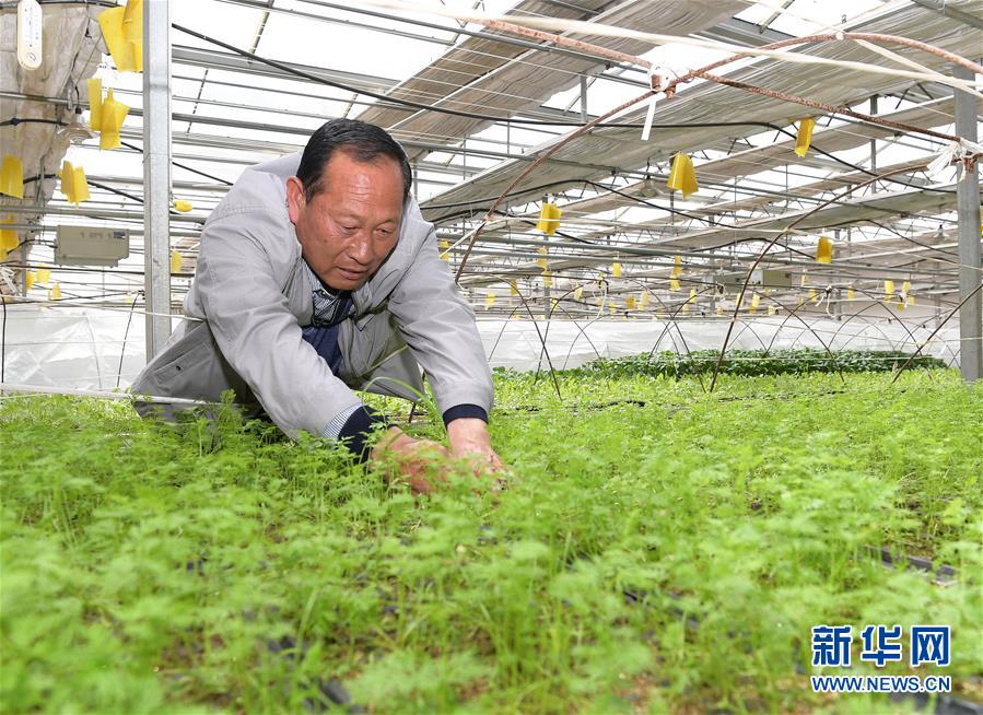 （走向我們的小康生活&middot;決戰(zhàn)決勝脫貧攻堅(jiān)&middot;圖文互動）（1）高原喜見&ldquo;壽光綠&rdquo;&mdash;&mdash;&ldquo;世界屋脊&rdquo;上的蔬菜發(fā)展奇跡