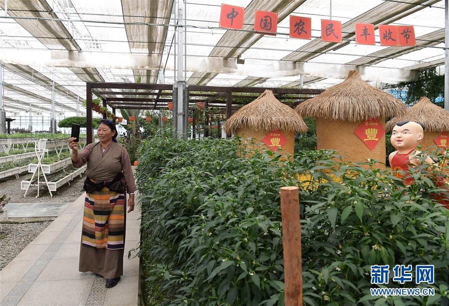 （走向我們的小康生活&middot;決戰(zhàn)決勝脫貧攻堅(jiān)&middot;圖文互動）（3）高原喜見&ldquo;壽光綠&rdquo;&mdash;&mdash;&ldquo;世界屋脊&rdquo;上的蔬菜發(fā)展奇跡